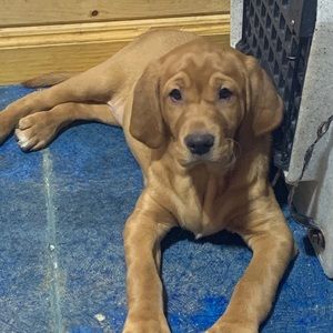 Meet your Posher, Robert